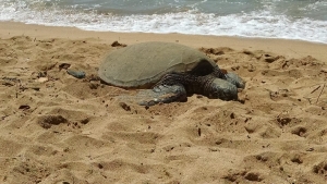 Almost every sea turtle species is considered Endangered. A Rogers employee enjoyed this one peacefully in its natural habitat.
