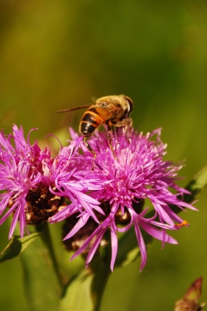 While not yet an official protected species, honey bee protection has been a topic of interest due to a dramatic decrease in honey bee colonies.
